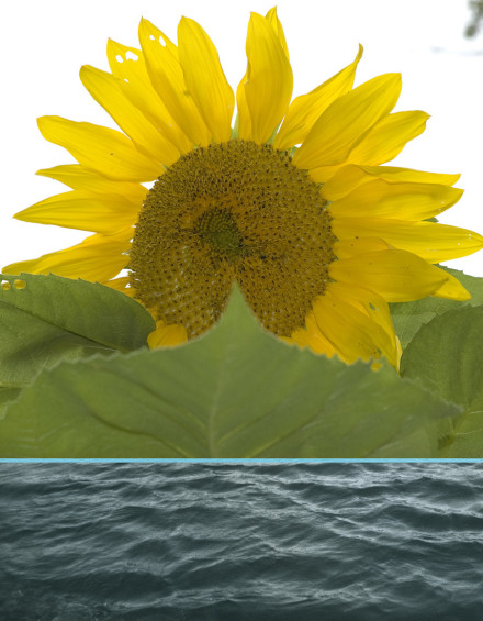 Sunflowers Series