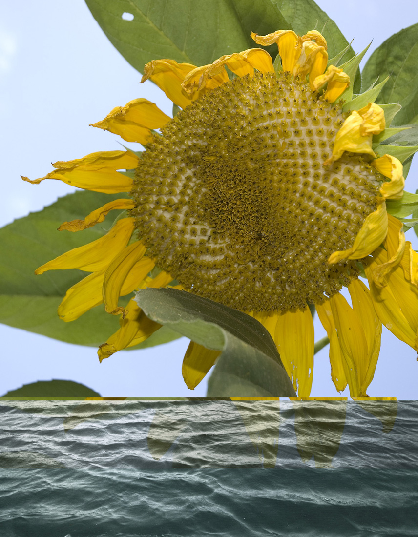 sunflower#2